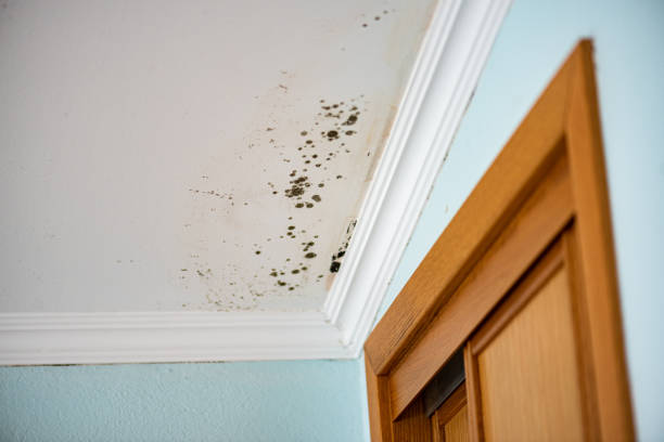 Best Emergency Mold Removal  in Seven Mile, AZ