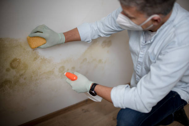Best Toxic Mold Removal  in Seven Mile, AZ
