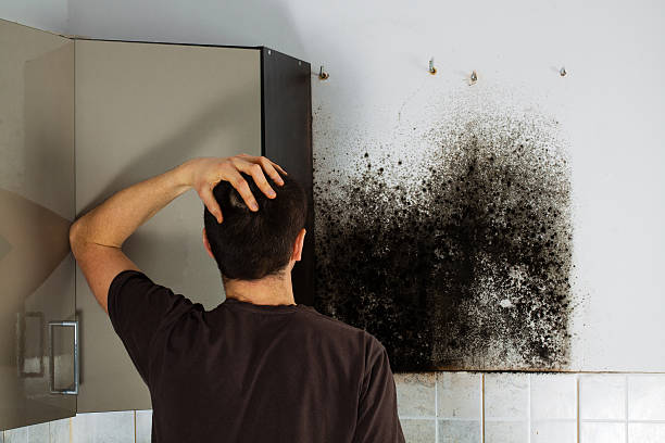Attic Mold Removal in Seven Mile, AZ